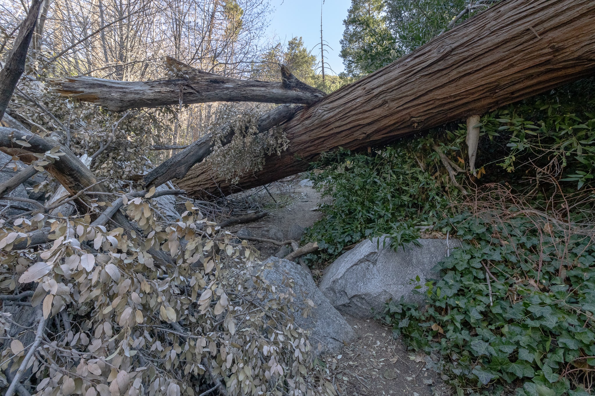 fallen tree at lewis falls trail