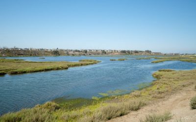 Bolsa Chica Ecological Reserve: HB’s Saltwater Wetlands