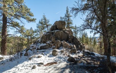 Woodland Trail 1E23: Interpretive Big Bear Hike For Kids
