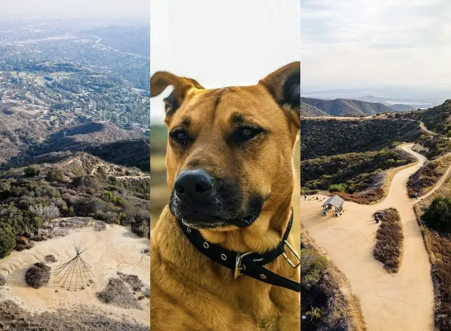 9 Best Los Angeles Hikes For Dogs: Not Your Typical Trails