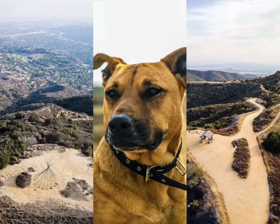 Dog-Friendly Hikes Los Angeles